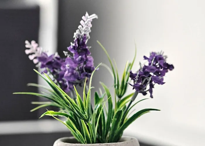 Purisima 59 Apartamento